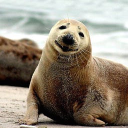 happy seal