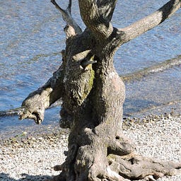 LususNaturae