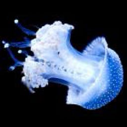 Jellyfish