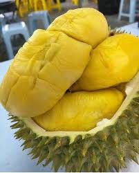 Download 5500 Gambar Durian Medan  Gratis