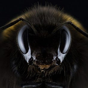 lebah ganteng blog