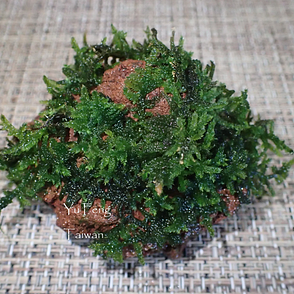 苔蘚學堂 養苔進階篇part 5 石上培養直立性苔類 所需材料 By Yu Feng Medium