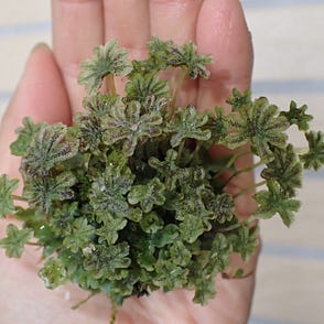 苔蘚學堂 採集苔蘚的注意事項 最近有許多新朋友詢問苔蘚的取得 所以整理這篇給大家 文中穿插著相關的文章 版面有 By Yu Feng Medium 苔蘚學堂 採集苔蘚的注意事項 最近有許多新朋友詢問苔蘚的取得 所以整理這篇給大家 文中穿插著相關的文章 版面有 By Yu Feng Medium