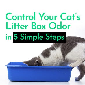 wheat cat litter problems