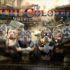 satin ball recipe for american bully