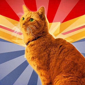 7 Ways To Freak Out Your Cat They Really Want You To Stop By Nancy Parish Creatures Medium