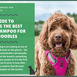 best harness for goldendoodle puppy