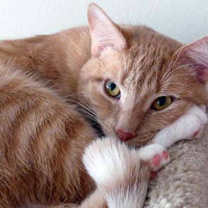 cat elimination diet