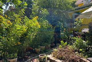 The Garden of My Dreams