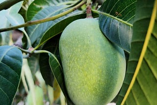 The Fruit That Became a Pattern