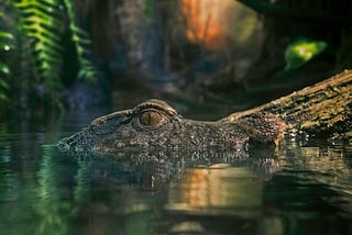 Yes, There is an Alligator in Every Florida Lake - Here's How to Coexist.