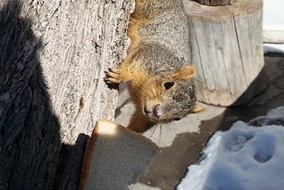 The Arrowhead, the Squirrel, and the Sky