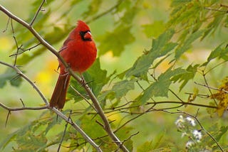 Wild Birds’ Gut Microbiome Influences Ornamentation And Body Condition