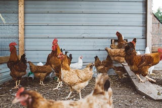 How Deadly Is Bird Flu (H5N1)?