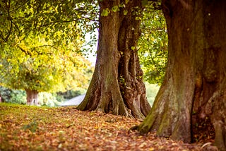 The Autumn Scent of Dad
