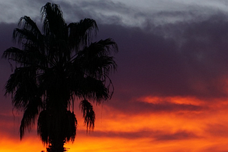 Ode to the California Fan Palm