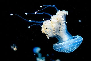 Building an MCP-Powered LLM Agent