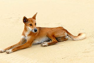 Ancient Genomes Reveal Dingoes Are Not Related To Modern Domesticated Dogs