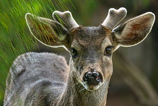 What Five Hours in a Deer Stand Taught Me About Men, Relationships, and Self-Reliance