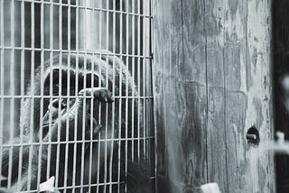 Do Humans Have Zoochosis?