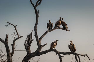 Circling Vultures