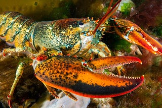 Why are lobsters boiled alive?
