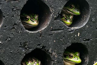 Frog 'Saunas' Help Endangered Frogs Survive A Deadly Fungal Pandemic