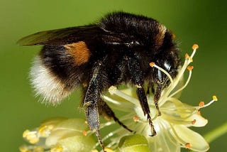 Bumblebees Reduce Their Expectations Of A Reward When Stressed Out