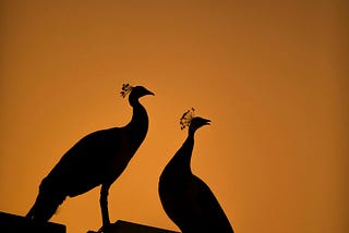 Where Did All the Peacocks Go?