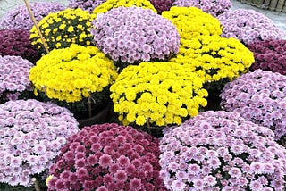Dancing Flowers