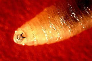 Why The US Drops Millions of Flesh Eating Worms On Central America Every Day