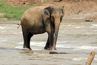 The Elephants of Pinnawala, Sri Lanka