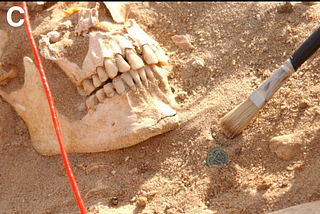 Ancient DNA Rewrites History of Napoleon’s Disastrous Russian March