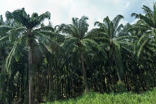 Colonizers & Immigrants — A Costa Rican Story