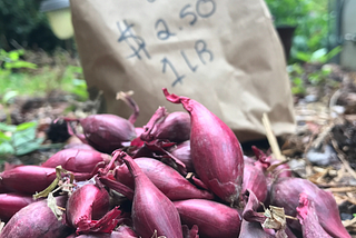 Fall Fever- Now is the time to Nourish Your Garden