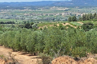 Pruning Season in Catalunya