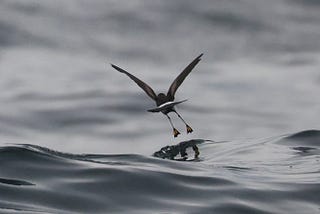 In Search of the Wilson’s Storm Petrel