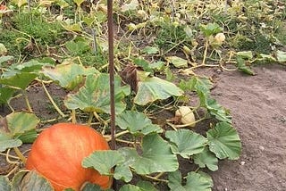 How to Use the Whole Pumpkin