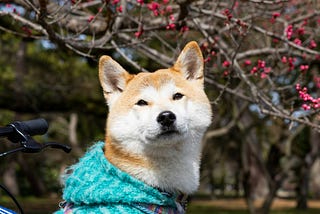 I'm a Japanese Man Without Kids, and That Needs Explaining