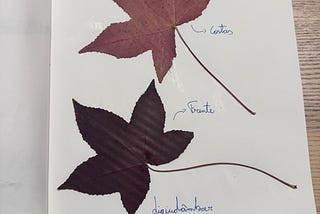 How I Create Herbarium Notebooks
