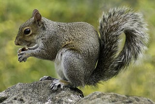 'P'nut the Squirrel' and Our Selective Interest in Animal Welfare