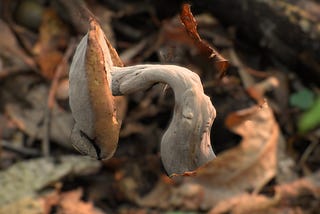 The Glorious Year I Discovered Mushrooms