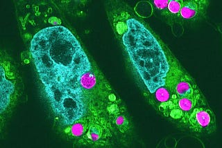 Blurring the Boundaries: The First Plant-Animal Hybrid Cells