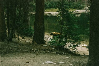 Message for Bears