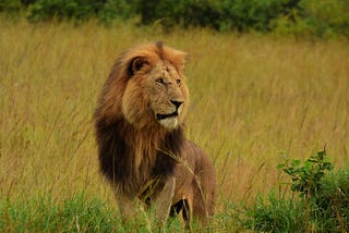 Foregoing Luxury on an African Safari