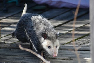 The Opossum In The Road