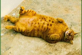Force Your Body to Burn Fat While You Sleep