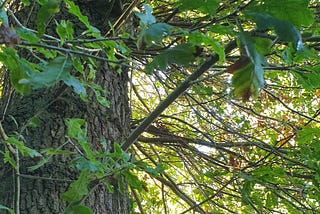 Only 1% of People Can See the Hidden Squirrel in This Picture