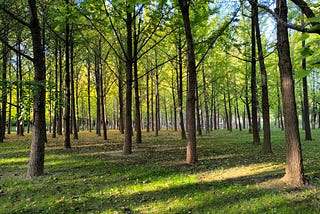 Has China Planted So Many Trees It Has Changed its Water Cycle?