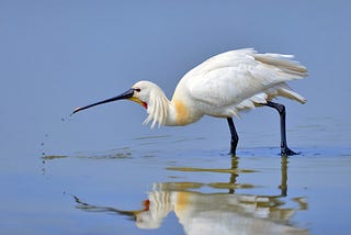 King Henry VIII and the Spoonbill
